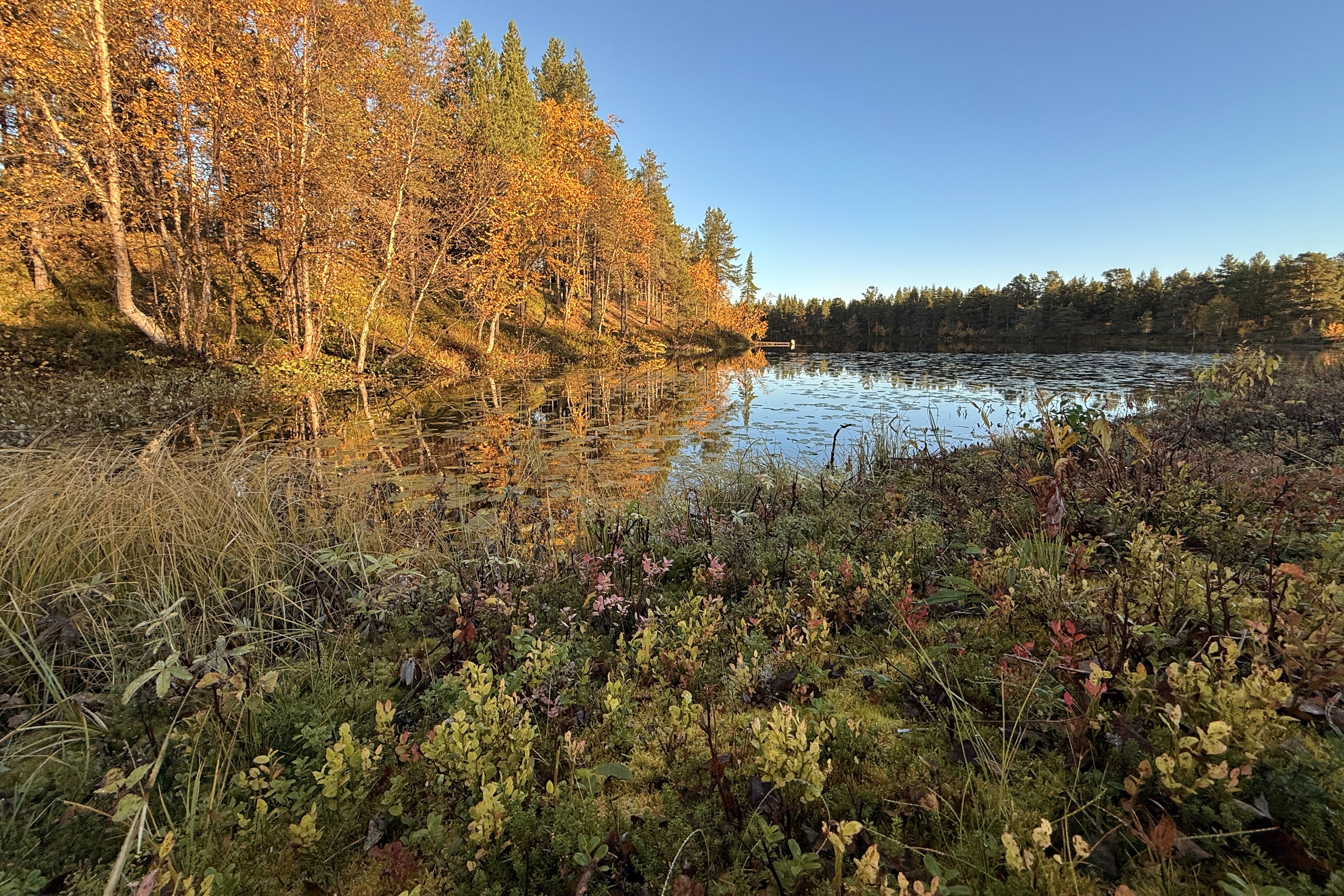 Paysage de forêt et d'eau en Finlande